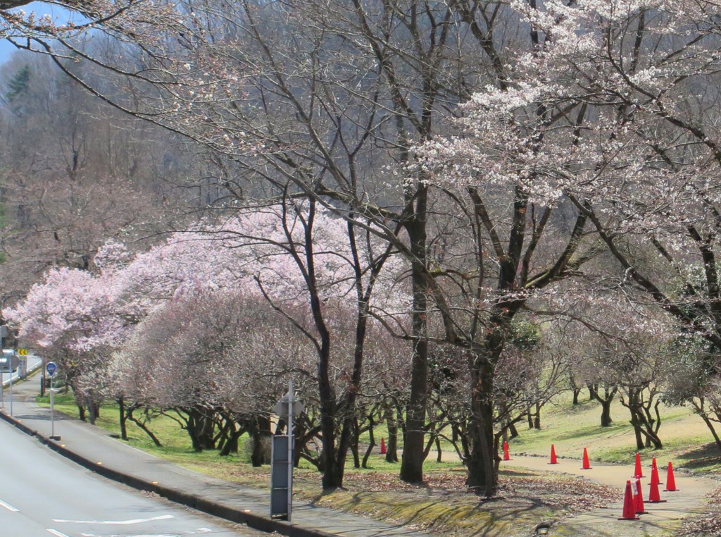 桜の開花状況　3月24日（晴）１～３分