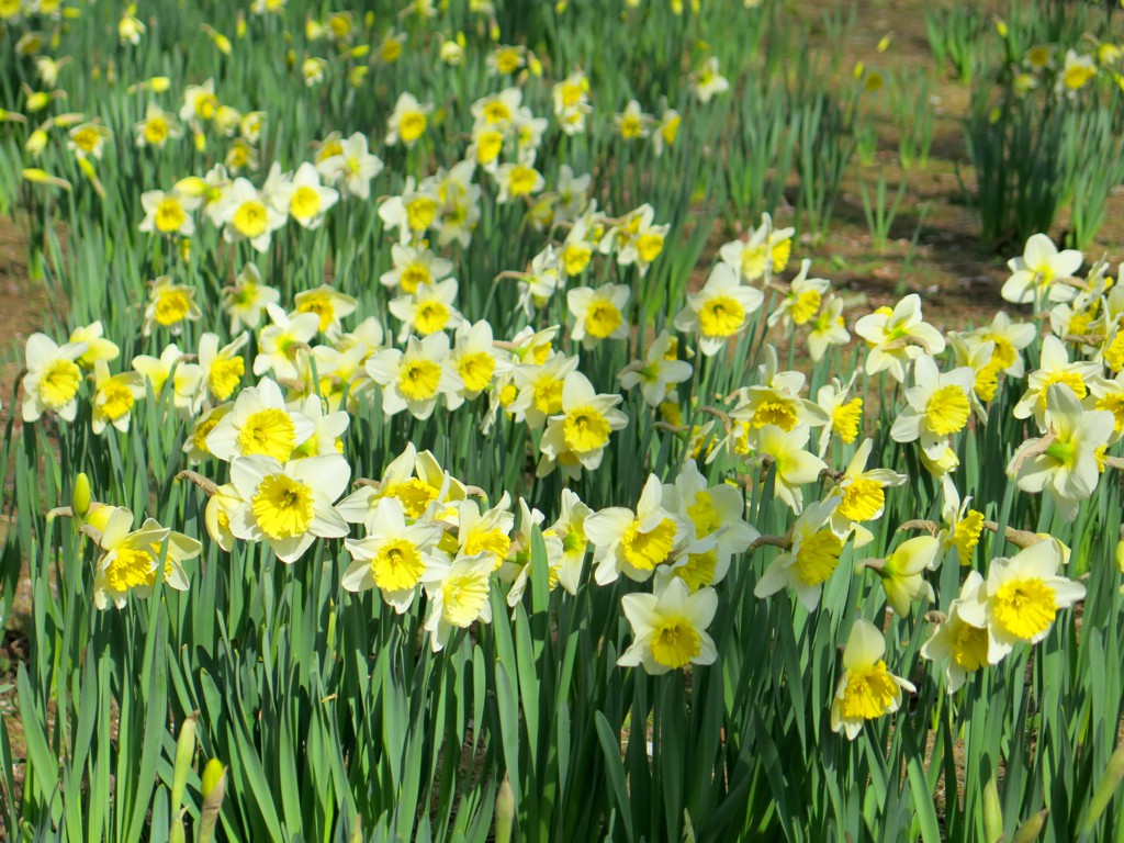 スイセンの開花状況　３月２４日（１分）