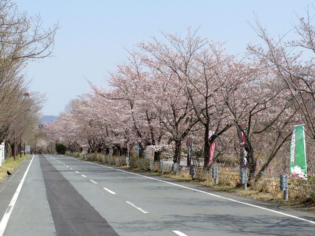 桜の開花状況　3月26日（晴）４分