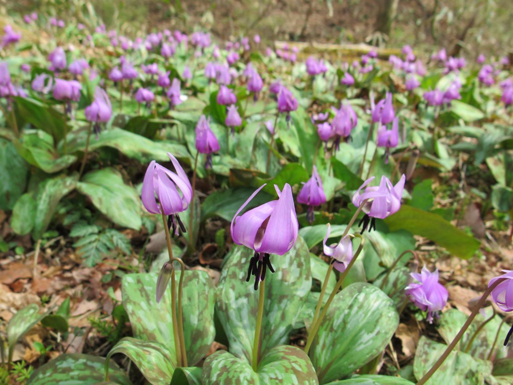 カタクリの開花状況　3月26日（晴）満開