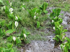 2021年3月26日 水芭蕉