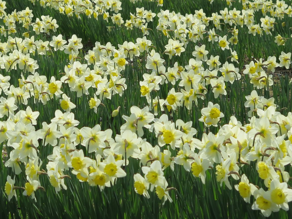 スイセンの開花状況　３月２７日（２分）