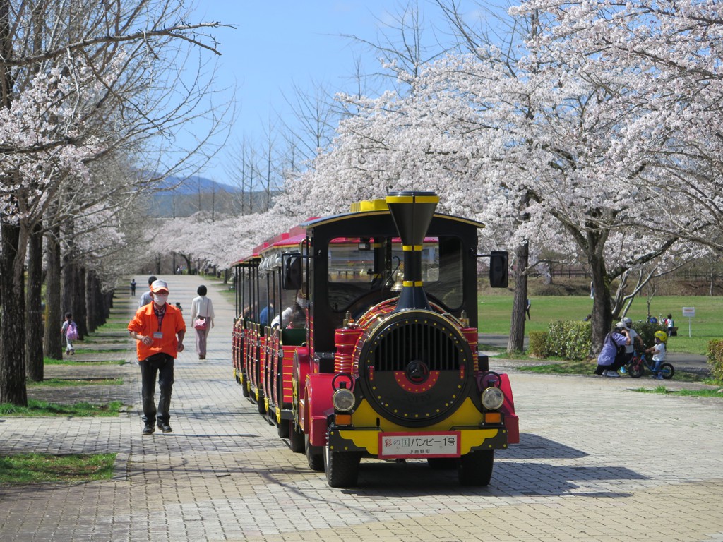 桜の開花状況　3月29日（晴）ほぼ満開