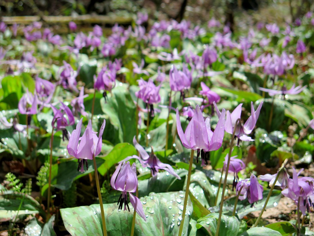 カタクリの開花状況　3月29日（晴）満開