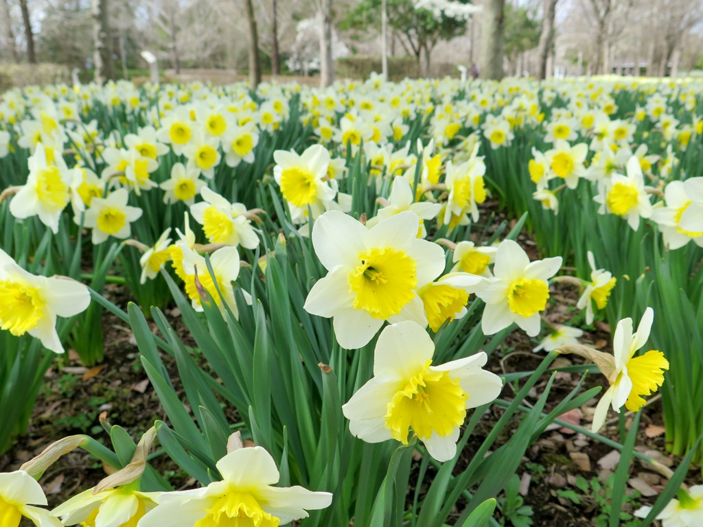 スイセンの開花状況　３月２９日（３分）