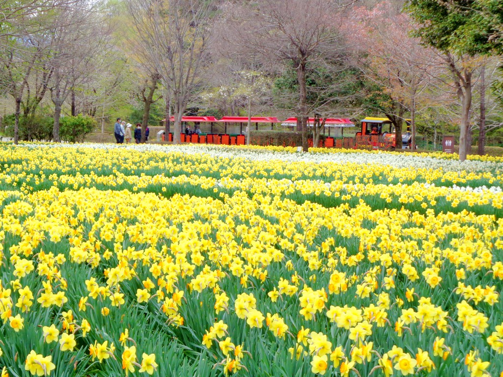 スイセンの開花状況　４月９日（見頃）