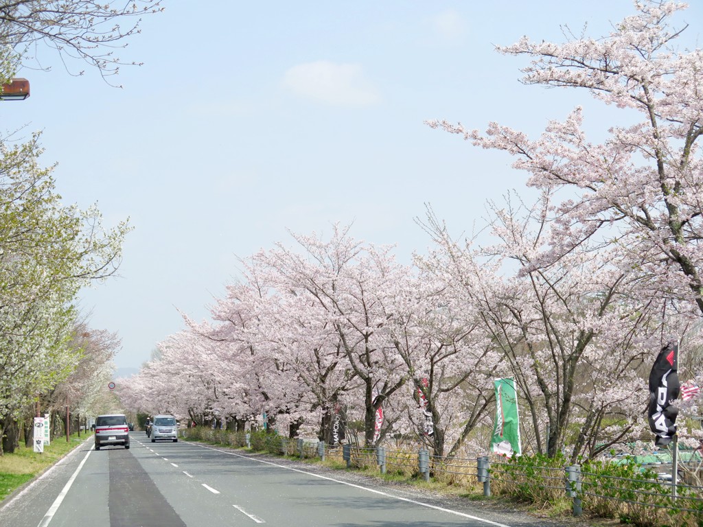 桜の開花状況　４月１日（晴）ピーク
