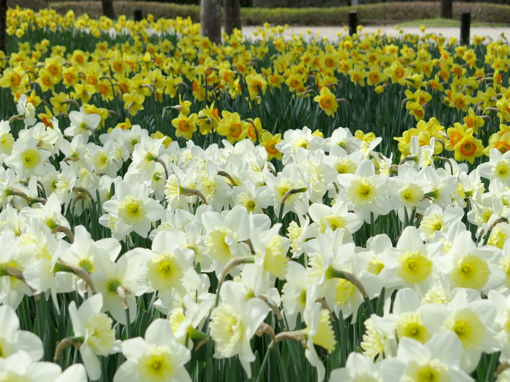 スイセンの開花状況　４月１日（５割）