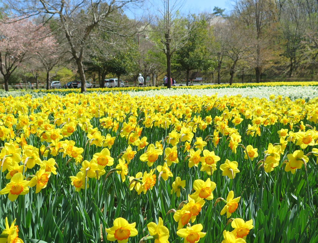 スイセンの開花状況　４月７日（満開）