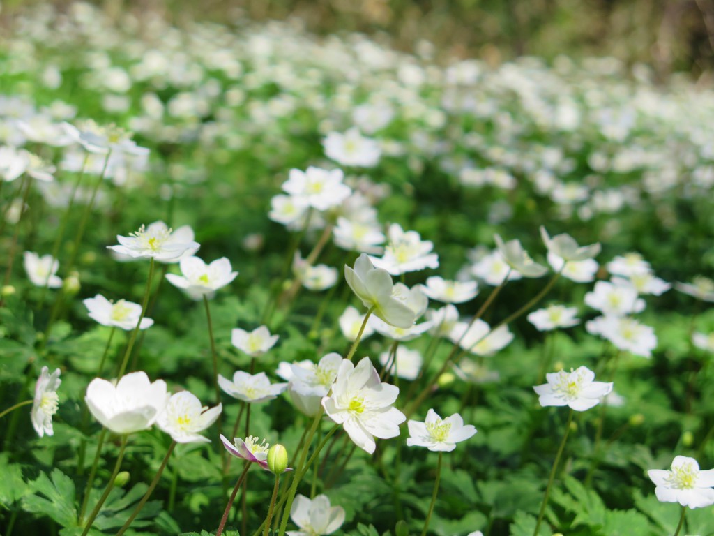 カタクリの里開花状況　４月７日（晴）ニリンソウ満開