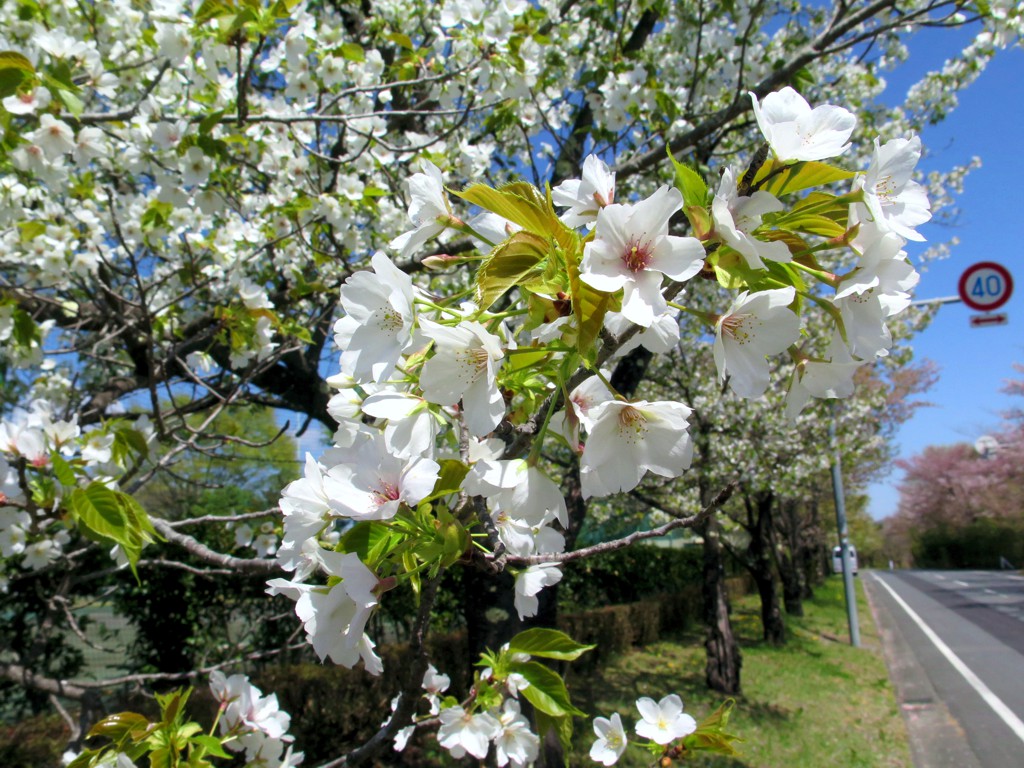 桜の開花状況　４月7日（晴）ほぼ終了