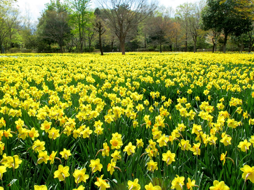 スイセンの開花状況　４月１２日（見頃）