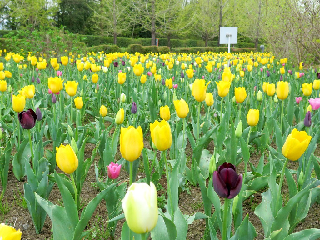 チューリップ開花状況 ４月１４日　見頃