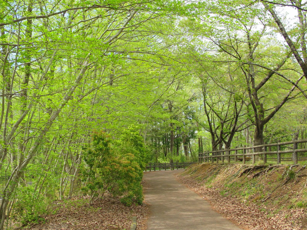 新緑　令和３年４月１４日（曇り）始まりました。