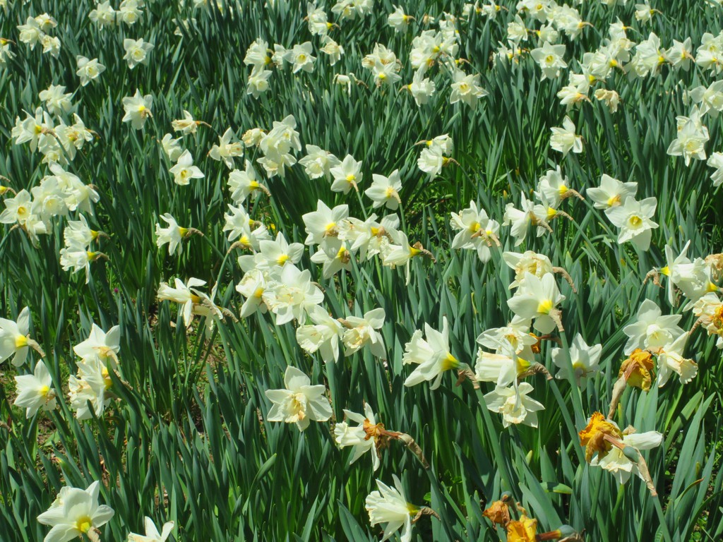 スイセンの開花状況　４月２１日（ほぼ終了）