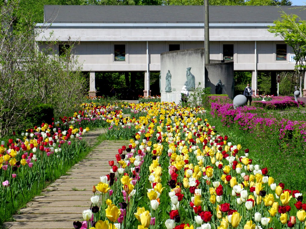 チューリップ開花状況 ４月２１日　満開