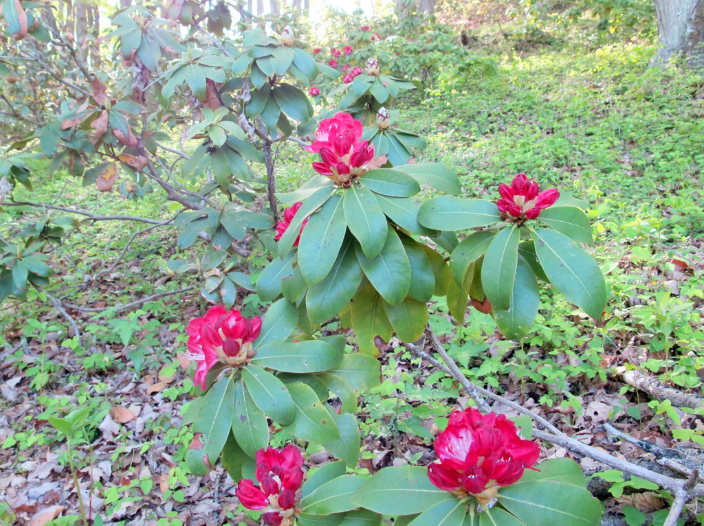 シャクナゲの開花状況　４月２１日（つぼみ）