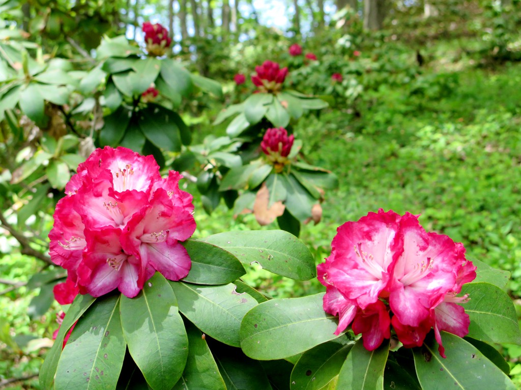 シャクナゲの開花状況　４月２4日（咲き始め）