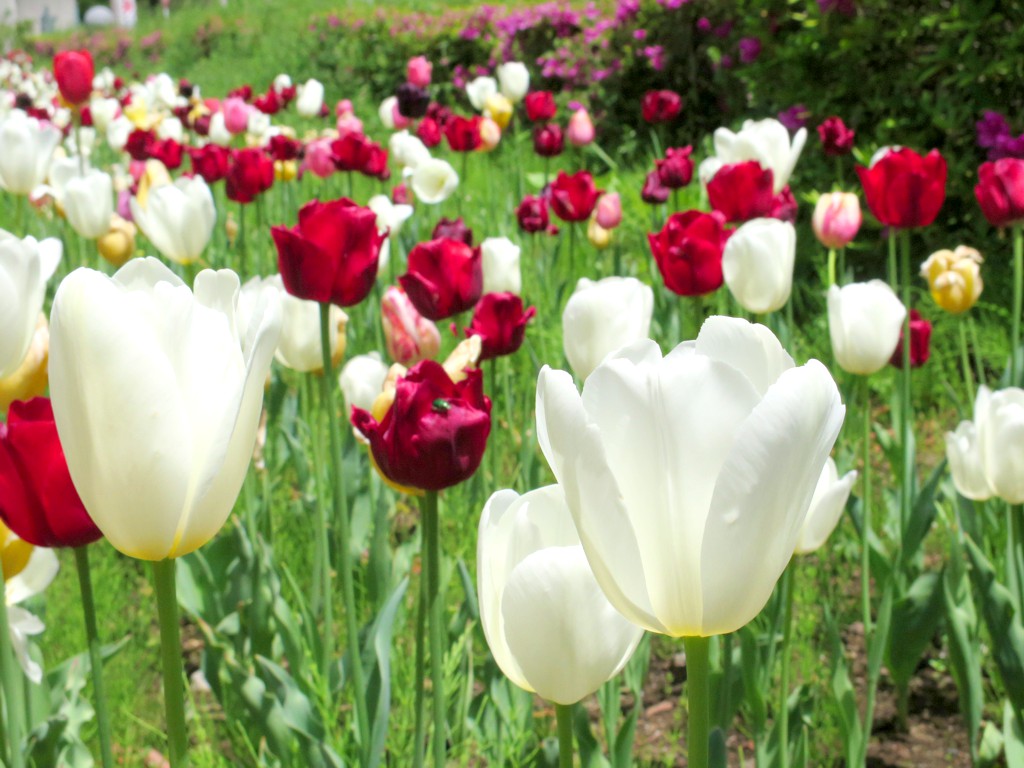 チューリップ開花状況 ４月３０日　まだ見られる