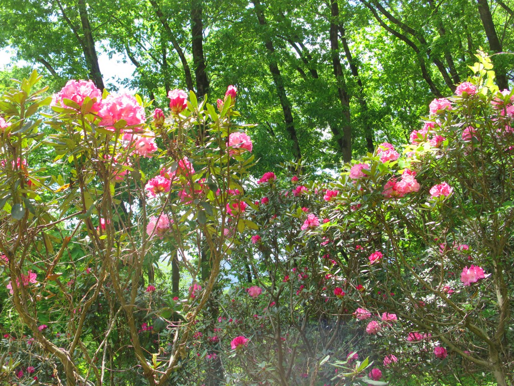 シャクナゲの開花状況　５月３日　見頃です