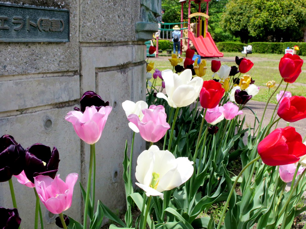 チューリップ開花状況 ５月３日　ほぼ終了