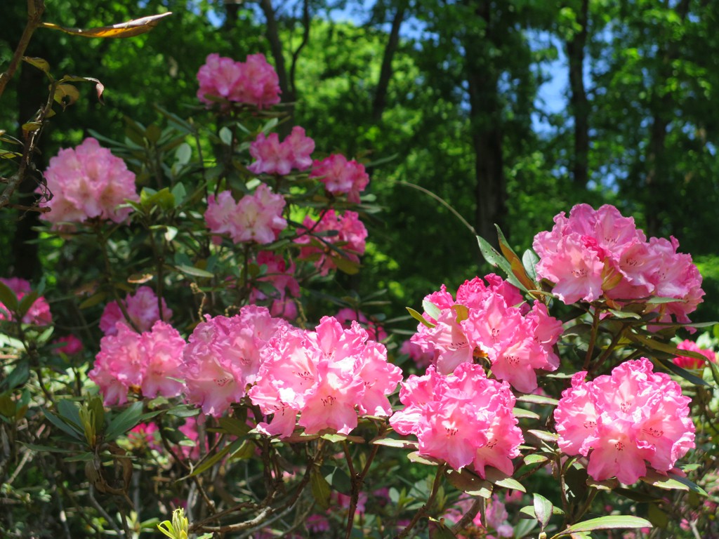 シャクナゲの開花状況　５月６日　見頃です