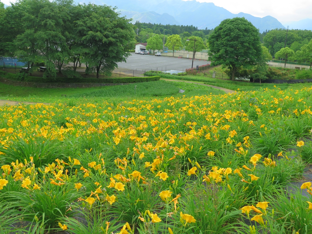 ヘメロカリス開花情報　6月３日　早咲きが咲き始めました