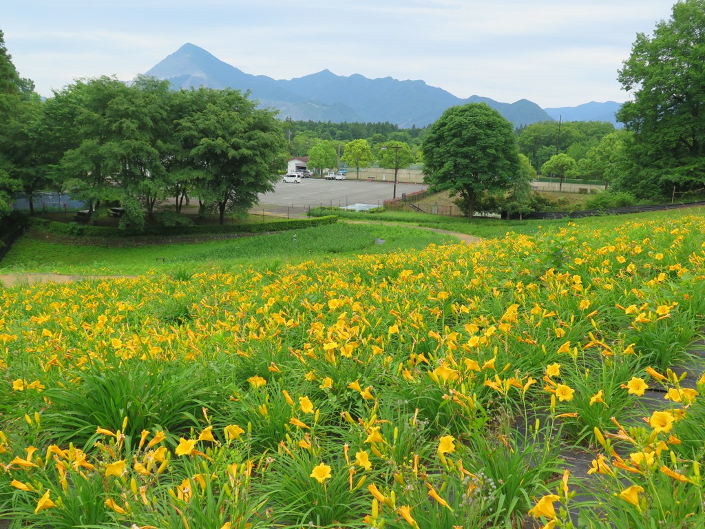 ヘメロカリス開花情報　6月7日　早咲きが２分