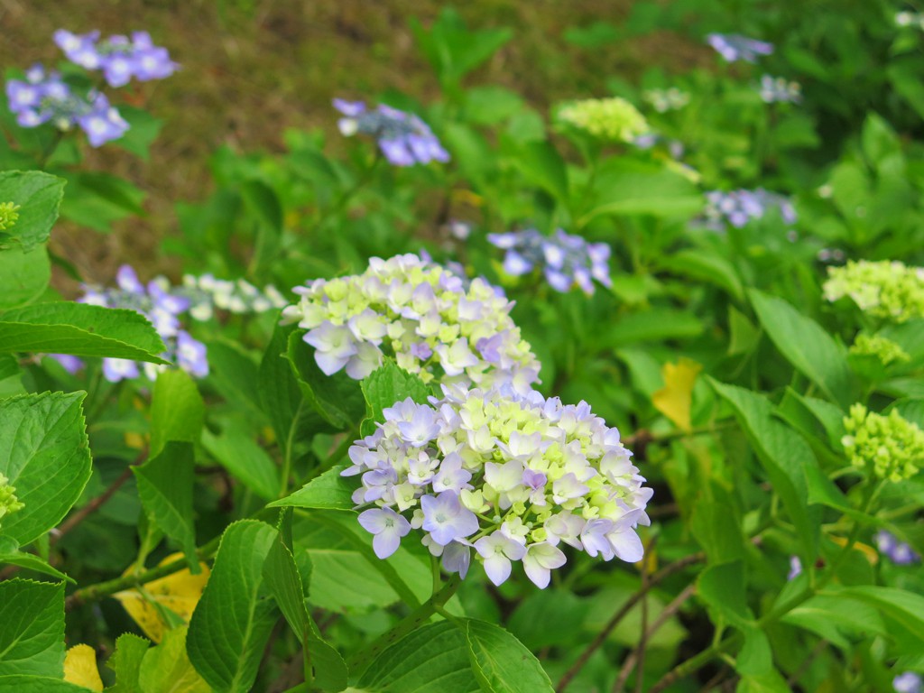 アジサイ開花情報　6月16日　咲き始めました