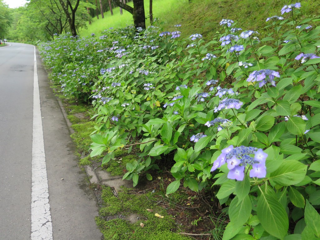 アジサイ開花情報　6月20日　3分です