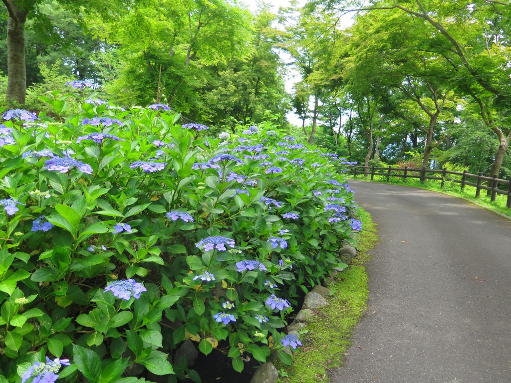 アジサイ開花情報　6月26日　見頃になりました