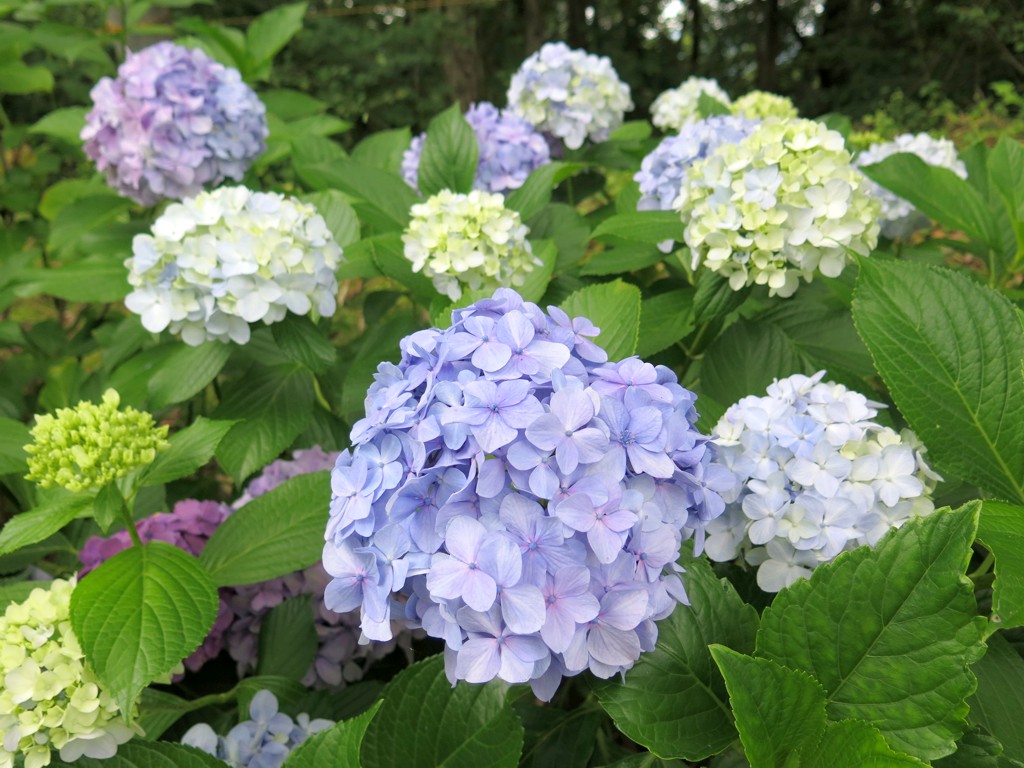 アジサイ開花情報　7月7日　終盤です