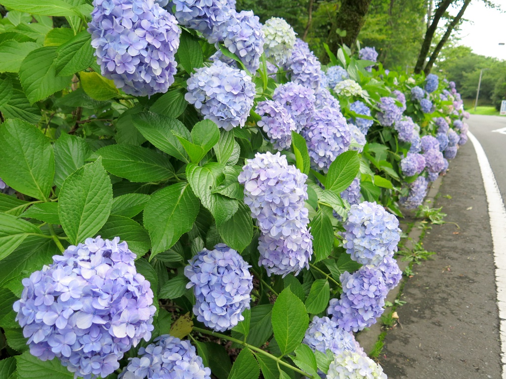 アジサイ開花情報　7月14日　終了しました