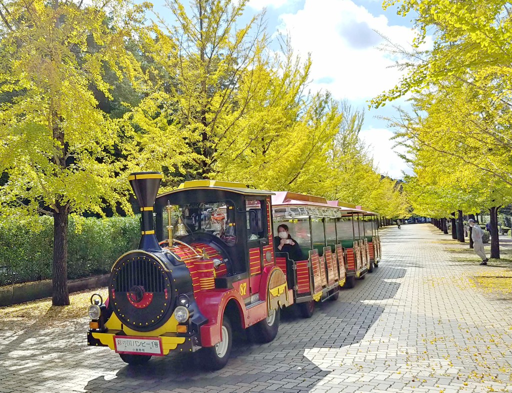 イチョウ並木紅葉情報　10月14日（木）現在