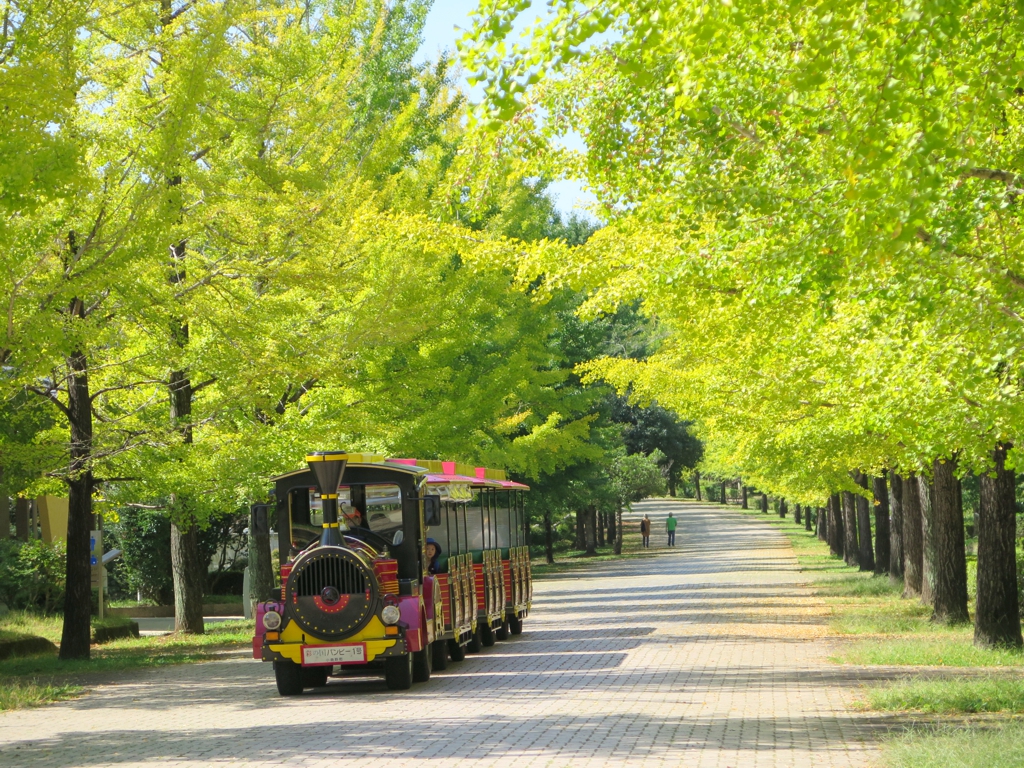 イチョウ並木紅葉情報　10月4日（月）現在