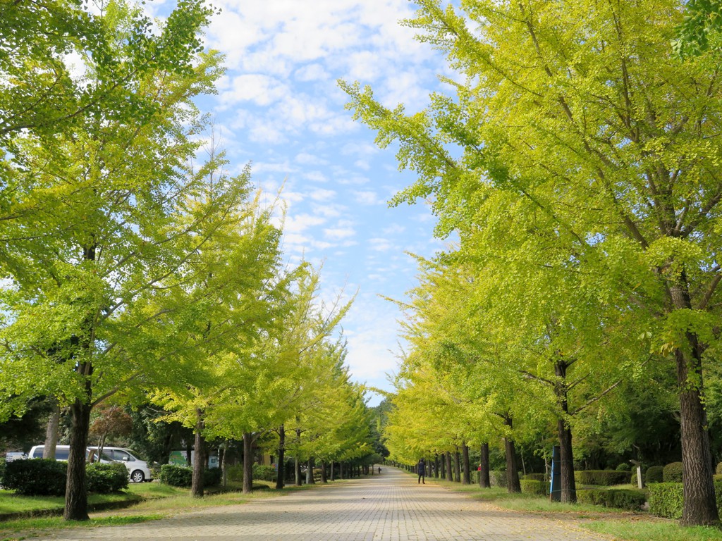 イチョウ並木紅葉情報　10月8日（木）現在