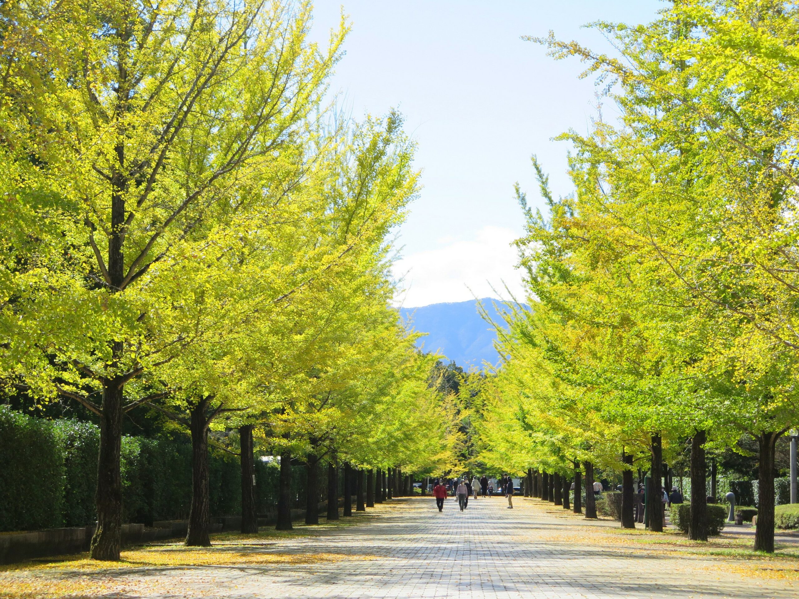 イチョウ並木紅葉情報　10月18日（月）現在