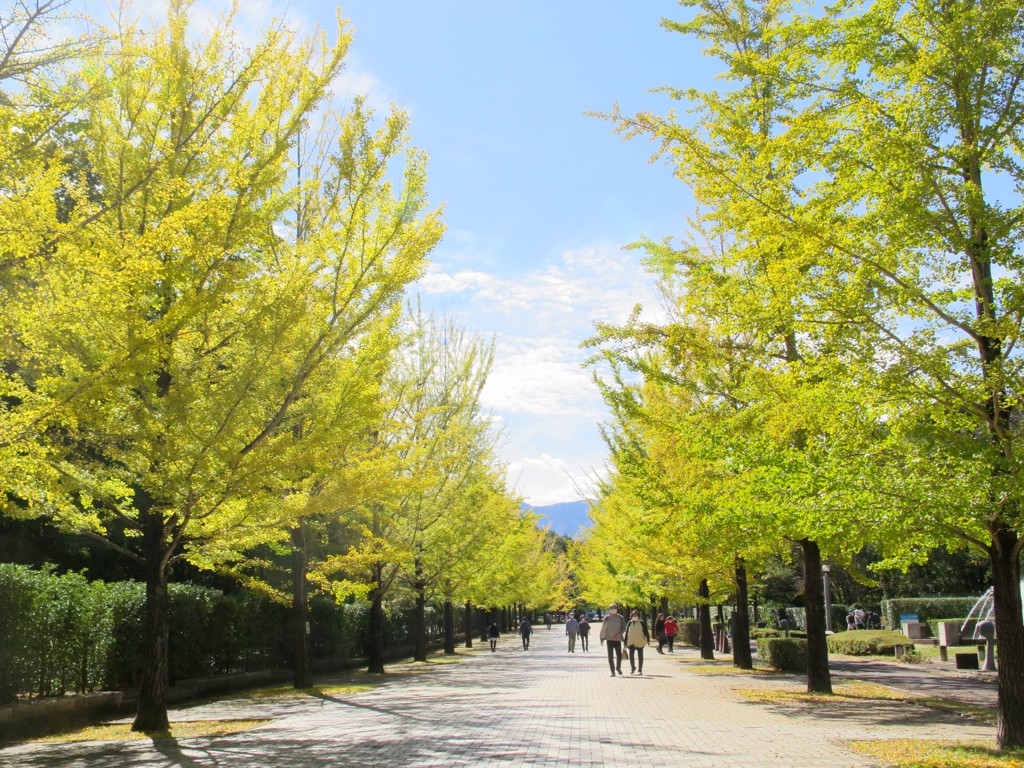 イチョウ並木紅葉情報　10月21日（水）現在