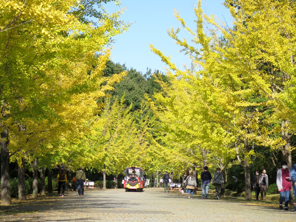 イチョウ並木紅葉情報　10月24日（日）現在