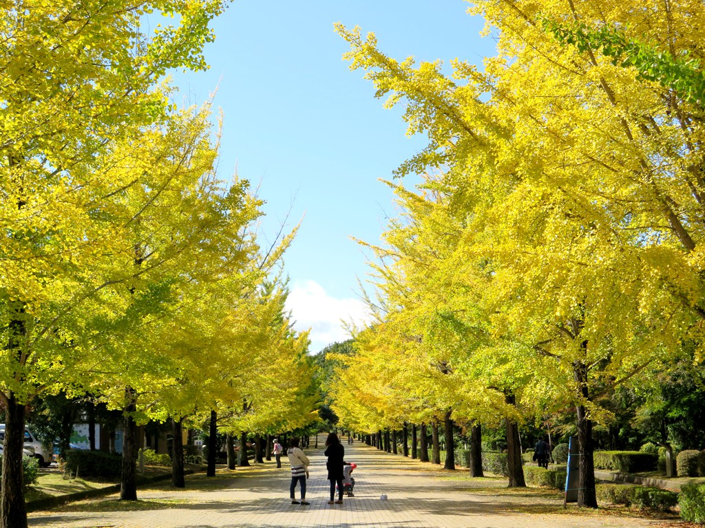 イチョウ並木紅葉情報　10月26日（火）現在