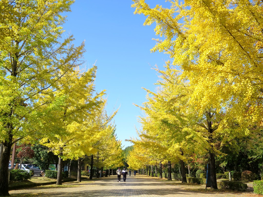 イチョウ並木紅葉情報　10月28日（木）現在