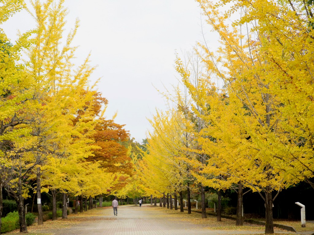 イチョウ並木紅葉情報　11月1日（月）現在