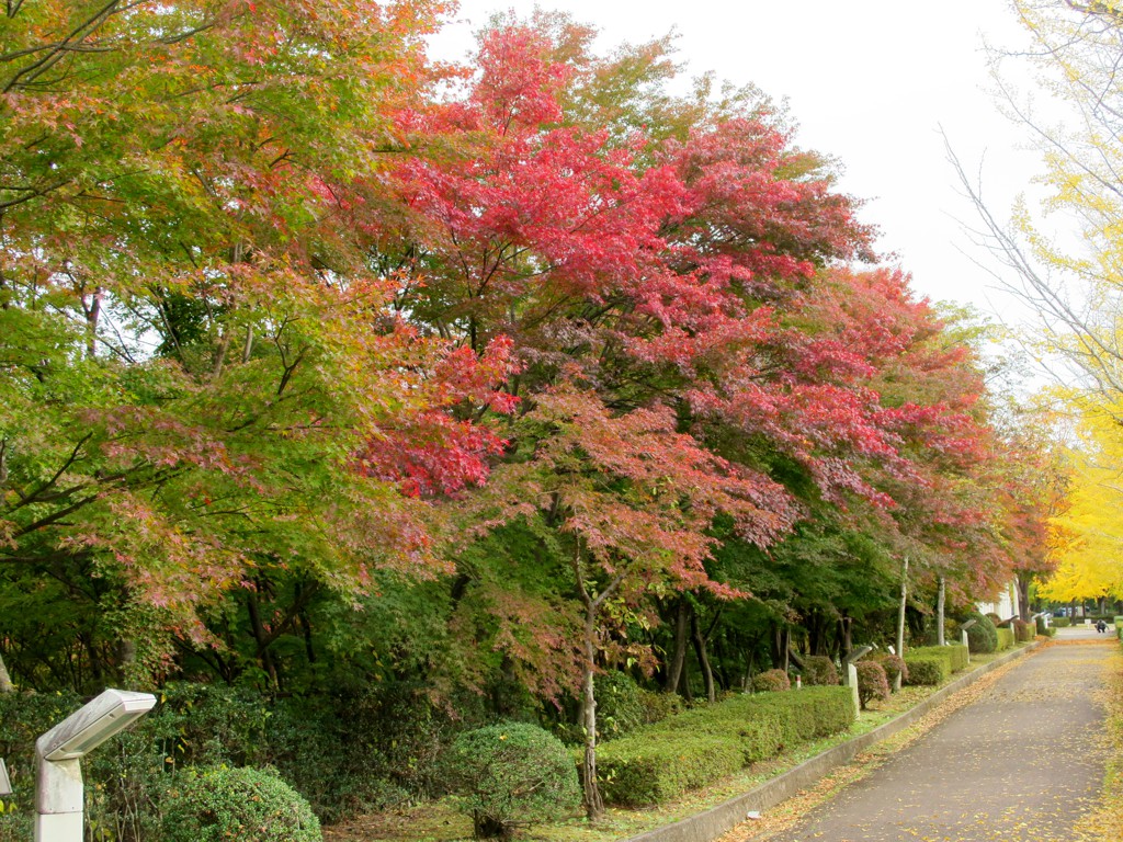 モミジ紅葉情報　11月1日（月）現在 色づき始め