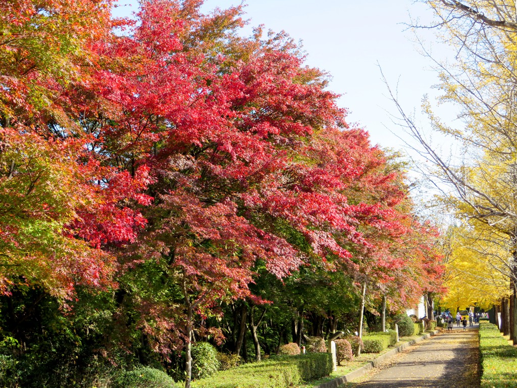 モミジ紅葉情報　11月3日（月）現在 色づきが進みました