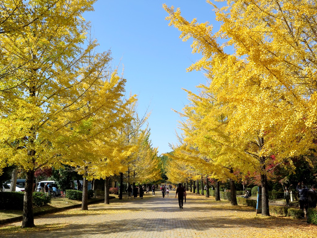 イチョウ並木紅葉情報　11月3日（水）現在