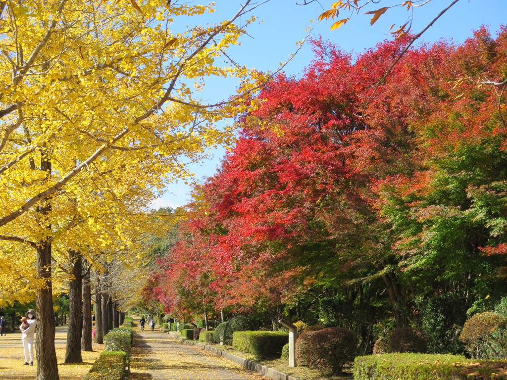 モミジ紅葉情報　11月5日（金）現在 もうすぐ見頃