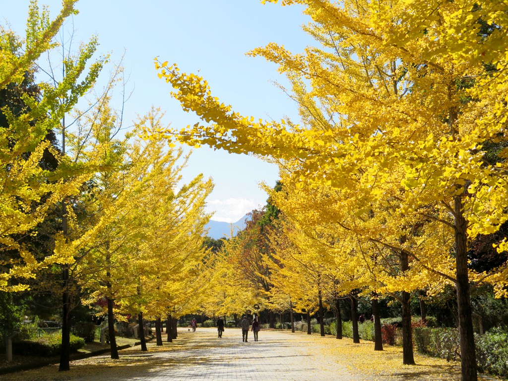 イチョウ並木紅葉情報　11月5日（金）現在