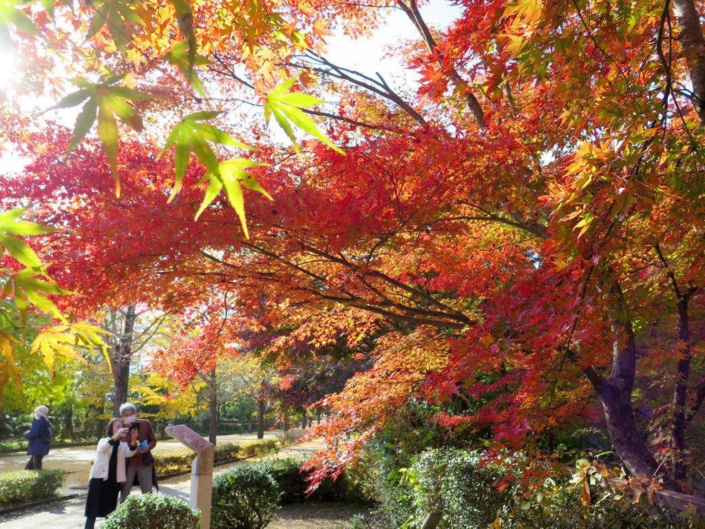 モミジ紅葉情報　11月8日（月）現在 一部見頃