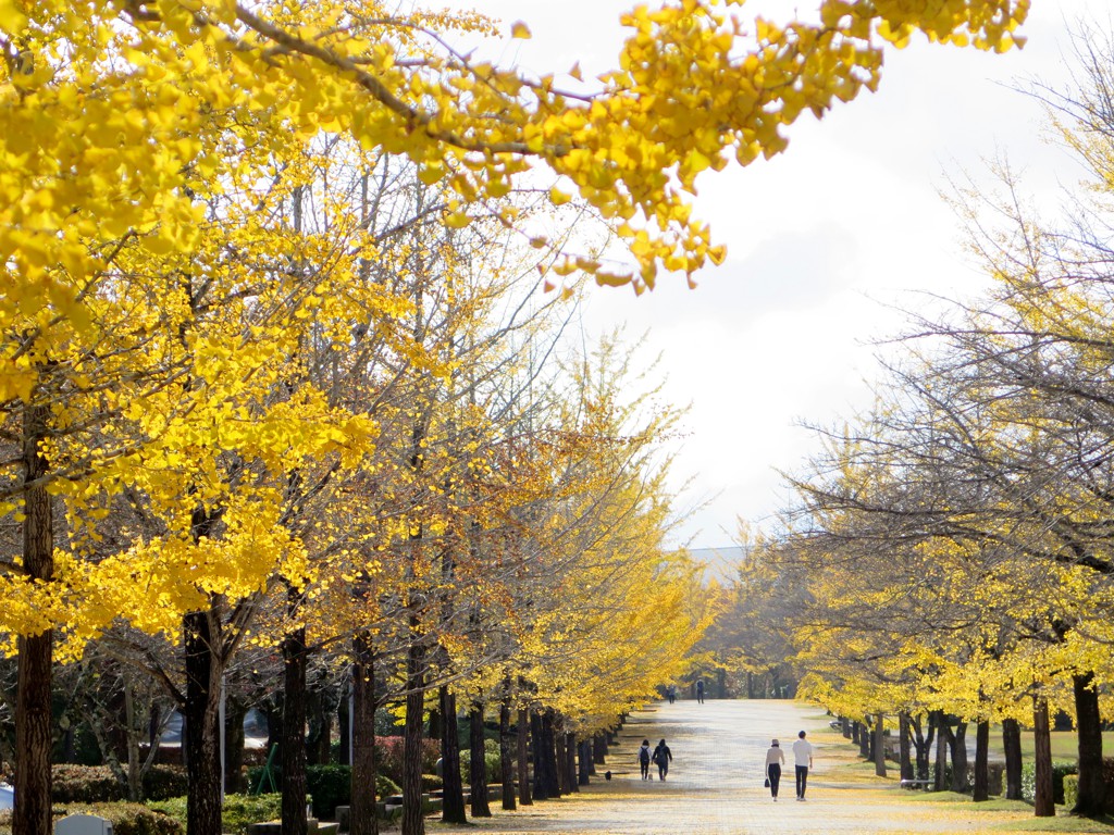 イチョウ並木紅葉情報　11月8日（月）現在