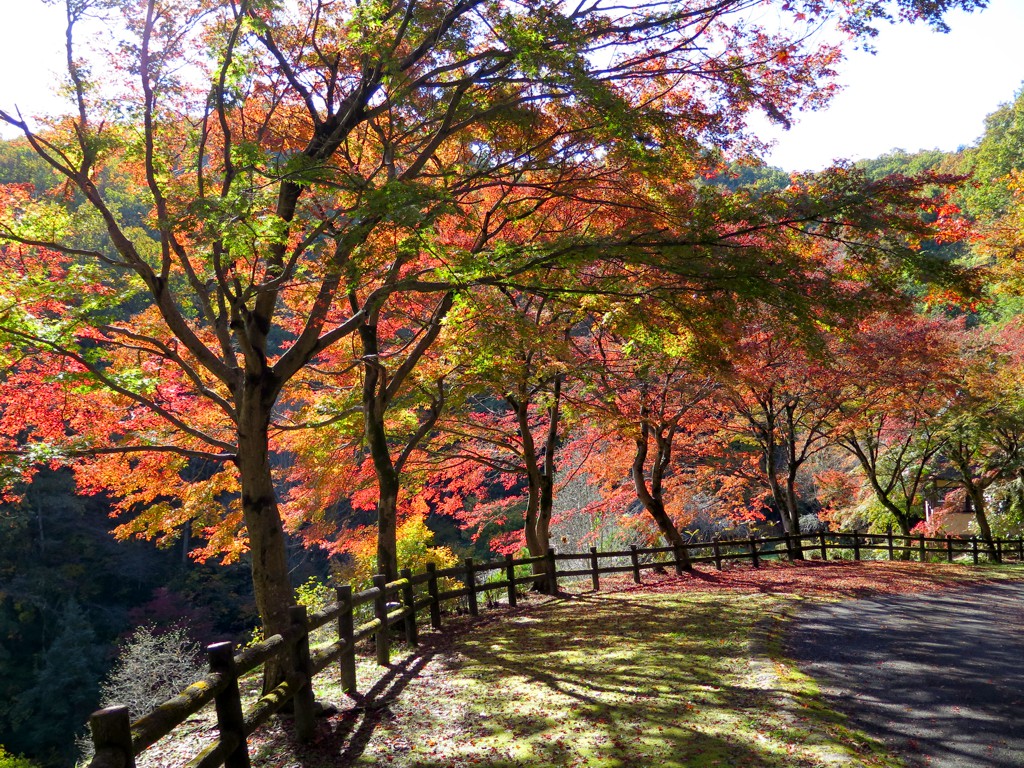 モミジ紅葉情報　11月10日（月）現在 見頃